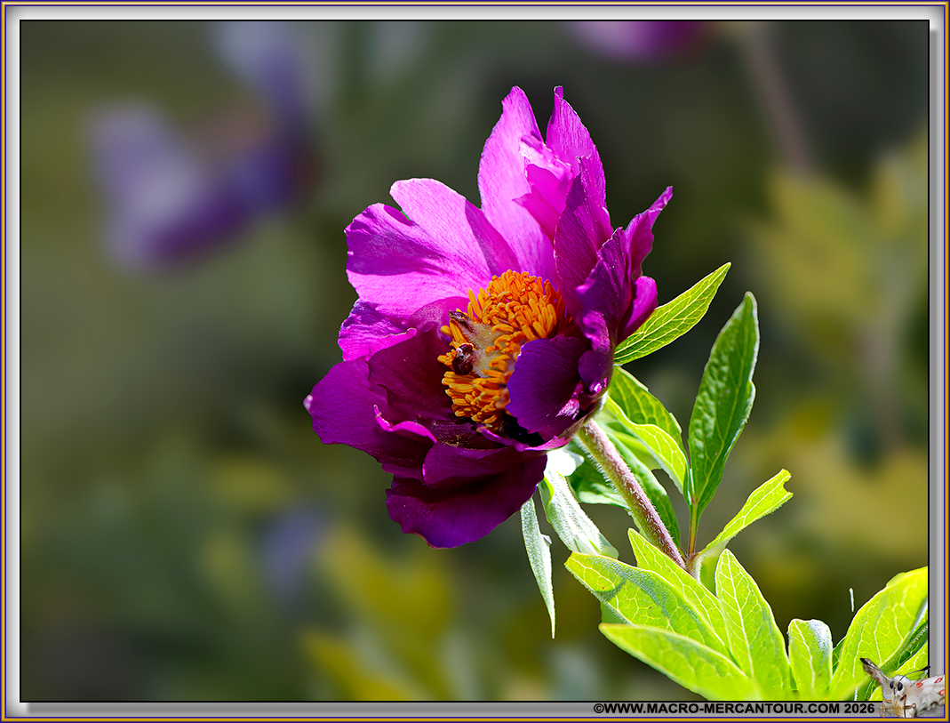 Pivoines